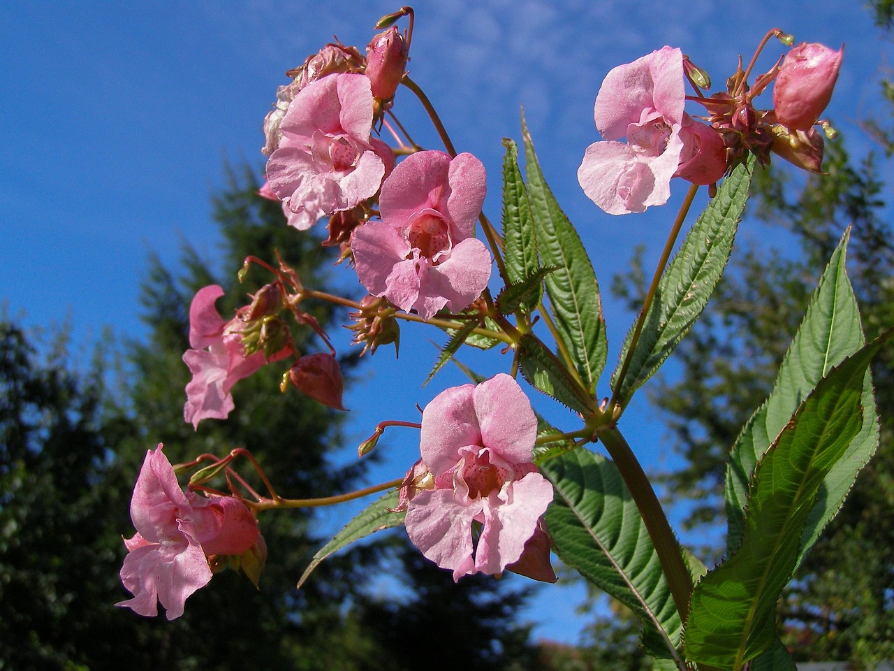 summa-himalayan-impatiens-1528844_1280