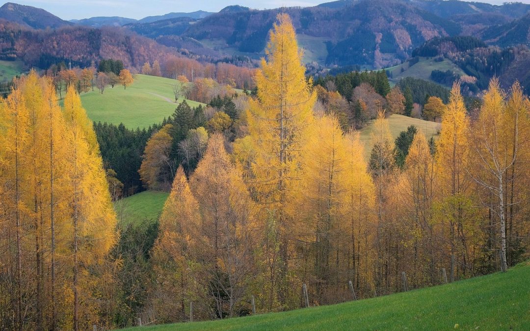 Wochenvorschau 12.-18.10.2026